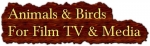 Animal Supplier To Productions
